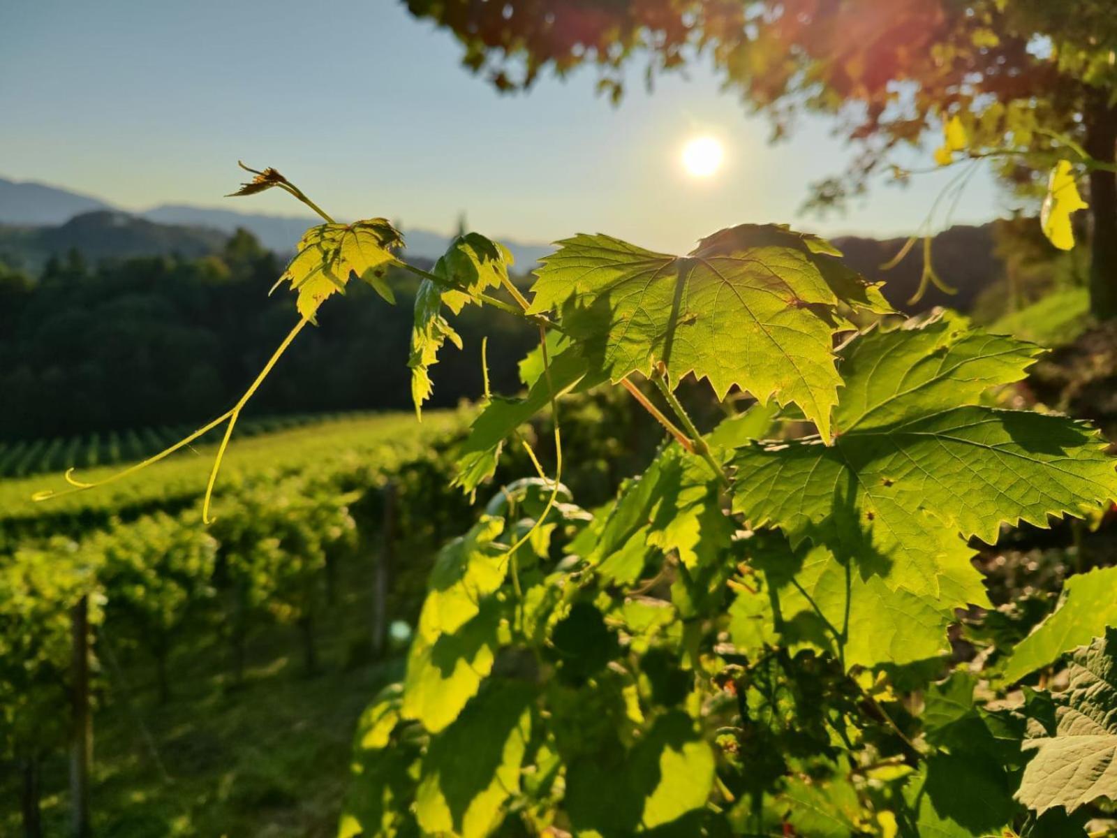 루트스카치 Weingut Fellner B&B 외부 사진